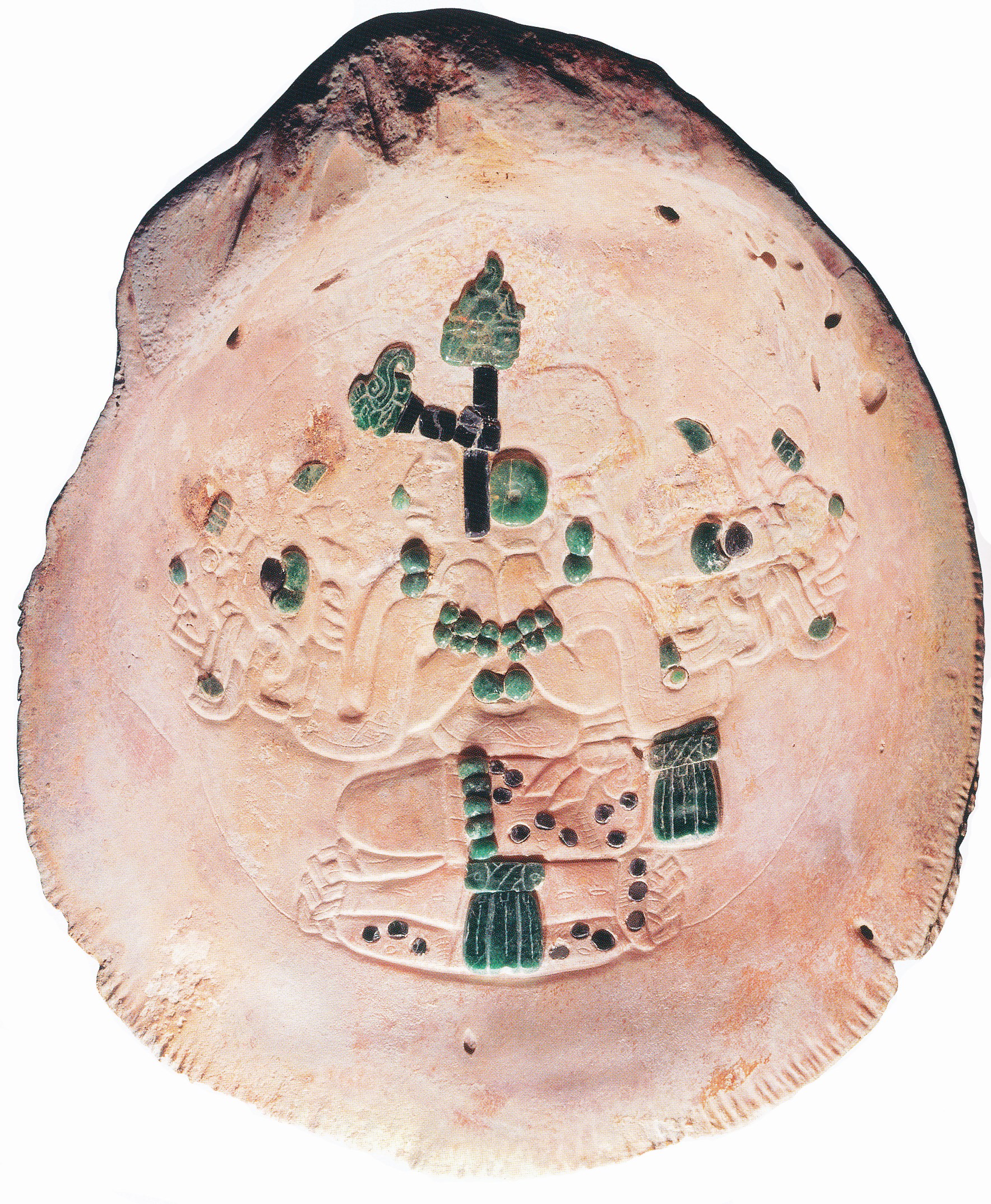 Figura 1. La concha con relieve e incrustación de la tumba del gobernante femenino(Fields y Reents-Budet, 2005: 168).