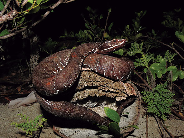 Figura 7. Serpiente <em>wolpoch</em> (<em>Agkistrodon russeolus</em>). Fotografía de Daniel Cabrera Cen, 2018.